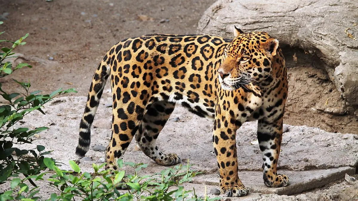 Jaguar Zooleón 